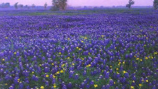 Bluebonnets